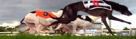 greyhound handicapping secrets|Greyhound Handicapping: Things That Matter .